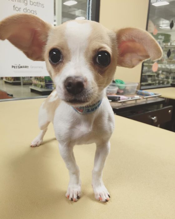 perro pequeño con las uñas pintadas 