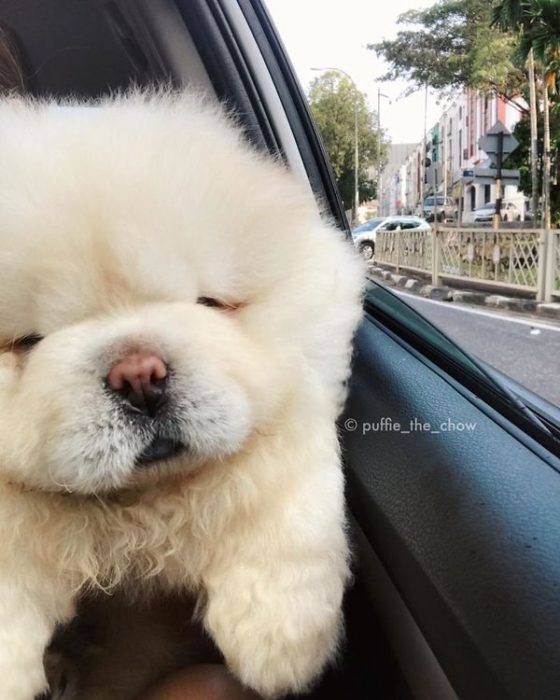 perrito blanco peludo