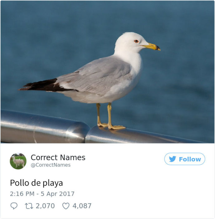 pollo de playa