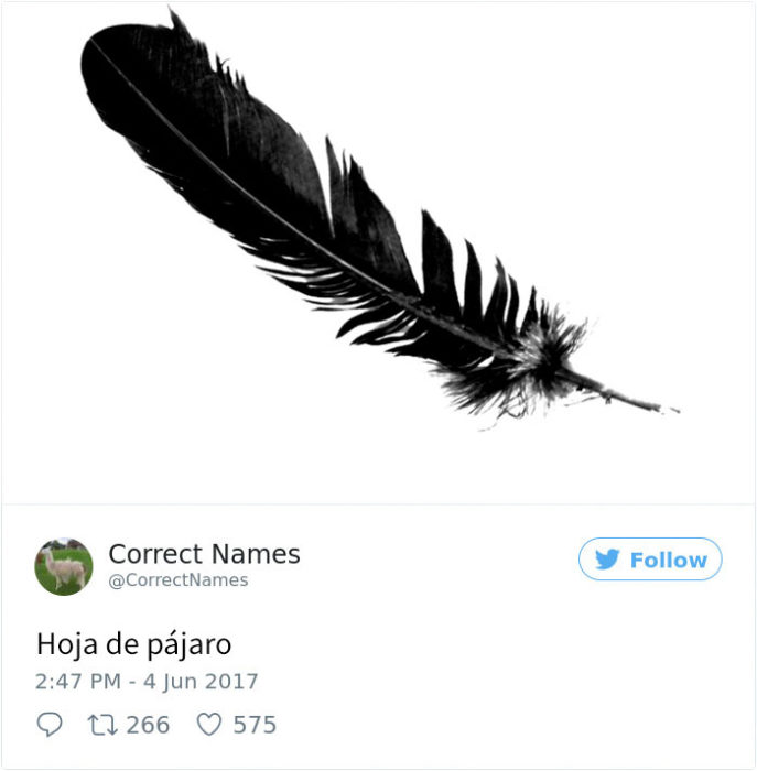 hoja de pajaro