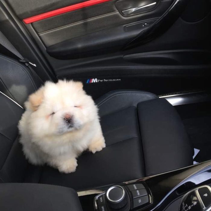 perrito blanco peludo