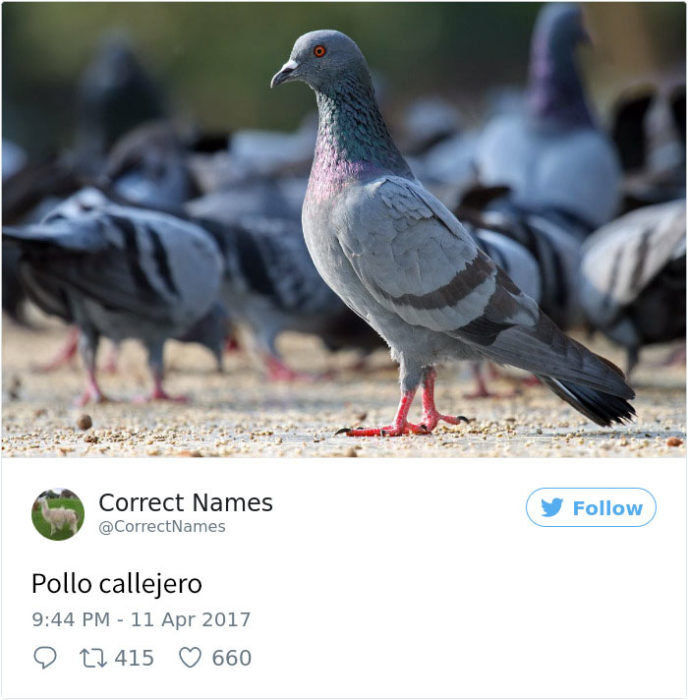 pollo callejero