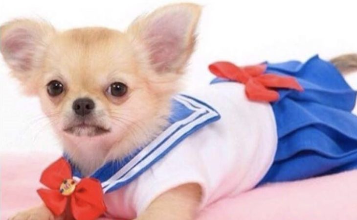 perro con traje de sailor moon enojada