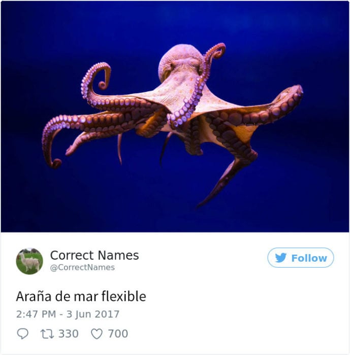araña de mar flexible
