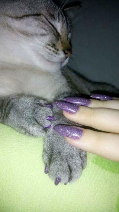 gato con uñas moradas y manos de mujer 
