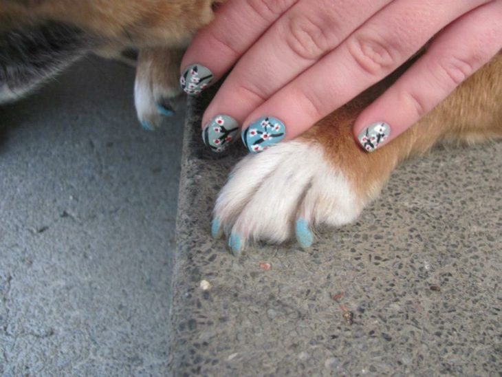 garras de perro y manos de mujer 