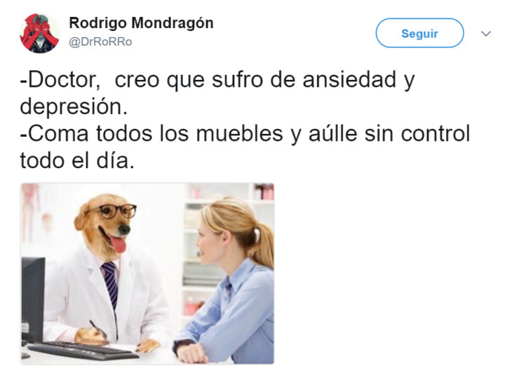 Meme del doctor perro 