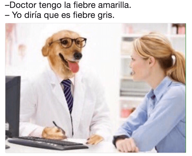 Meme del doctor perro 