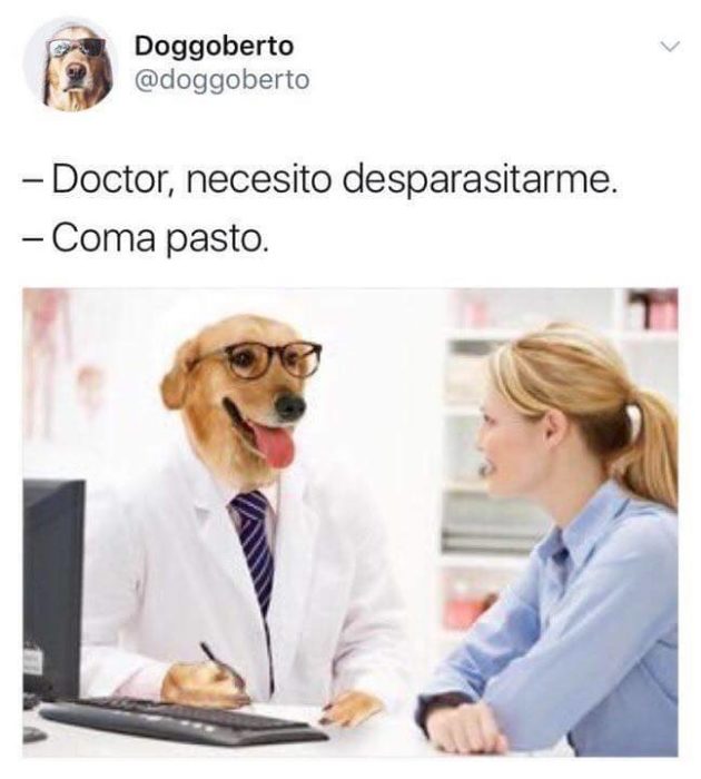 Meme del doctor perro 