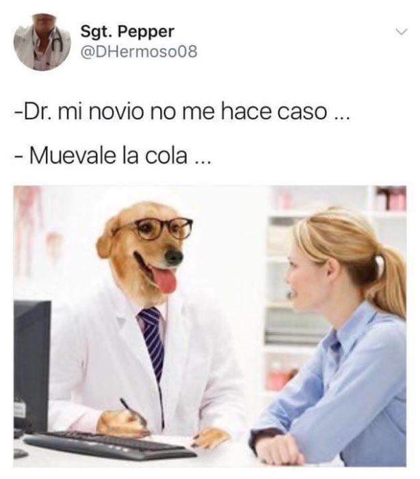 Meme del doctor perro 