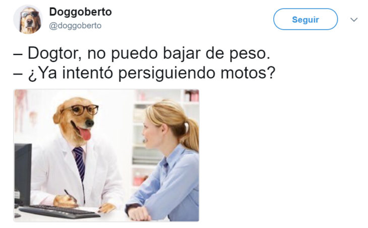 Meme del doctor perro 