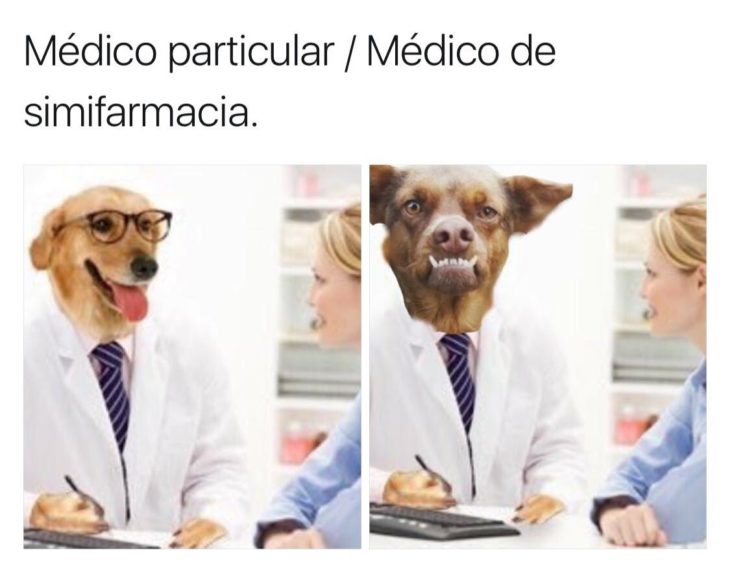 Meme del doctor perro 