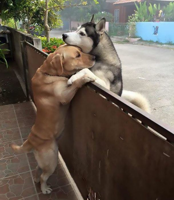 Perro visita a su mejor amigo 