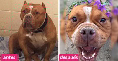 Ella cambió la vida de un pitbull y envió un importante mensaje: “no compres, adopta”