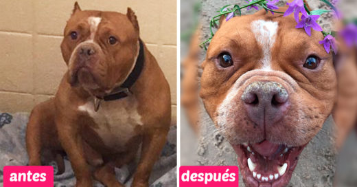 Esta chica le pide a las personas que adopten y muestra cómo cambió la vida de su pitbull