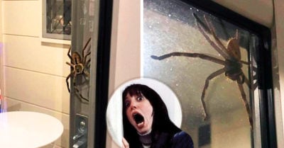 Una araña gigante arruinó la velada romántica de una pareja australiana; Internet les dice qué hacer
