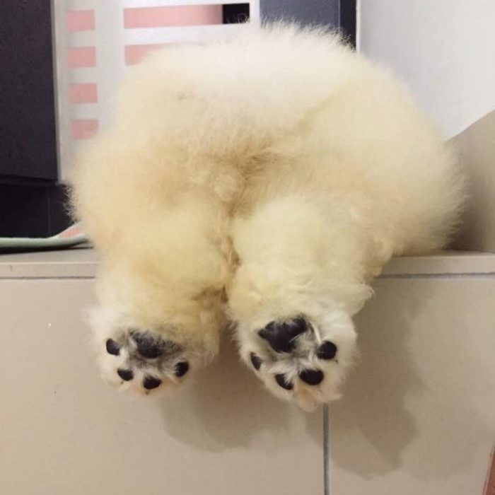 patitas de perrro 