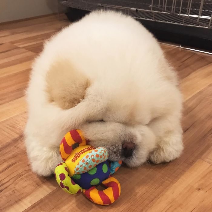 perrito blanco peludo