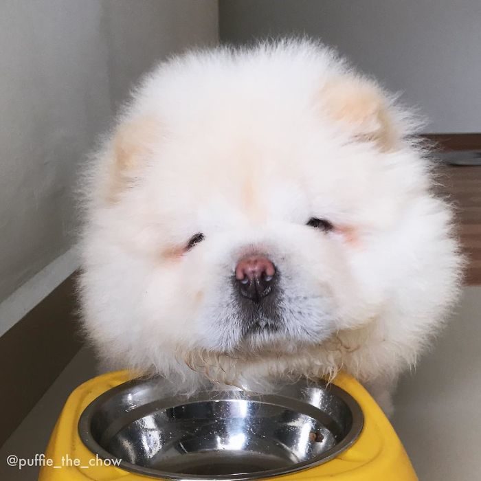 perrito blanco peludo