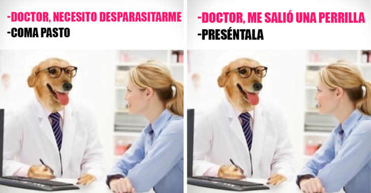 20 Memes del Dr. Perro que necesitas para combatir el aburrimiento