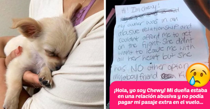 Este cachorro fue abandonado en el aeropuerto junto a una emotiva carta; todo Internet quiere adoptarlo