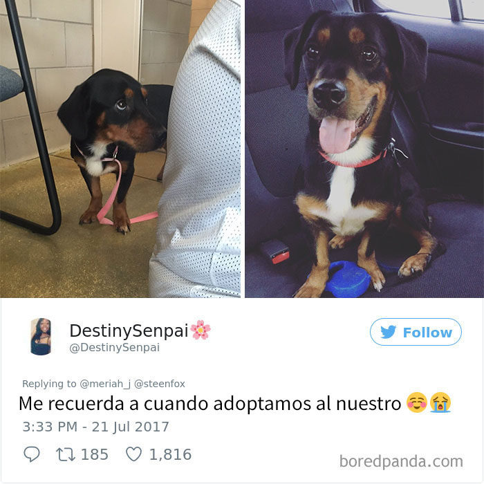 perrito adoptado 5