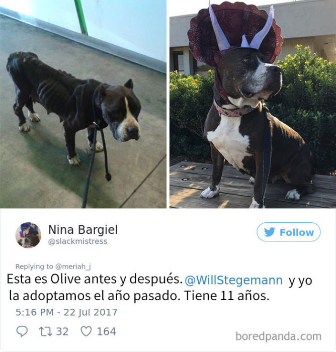 perrito adoptado 6