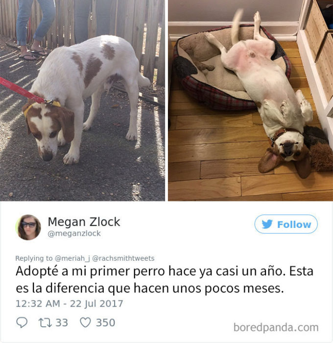 perrito adoptado 7