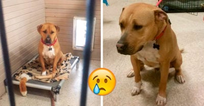 Encontró un hogar después de 2 años en la perrera; su sonrisa es la mejor inspiración para adoptar