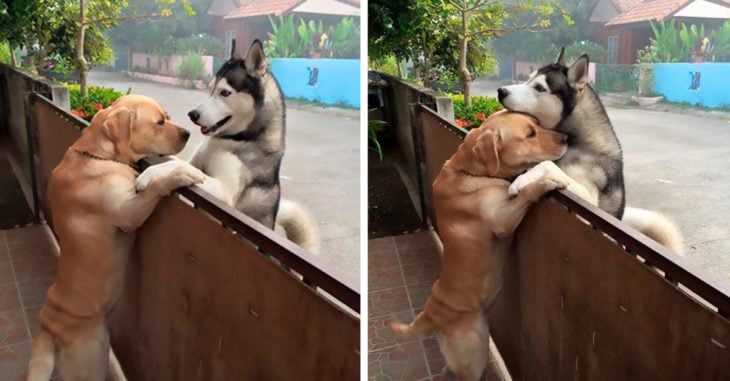 Este perro se sentía tan solo que se escapó para abrazar a su mejor amigo