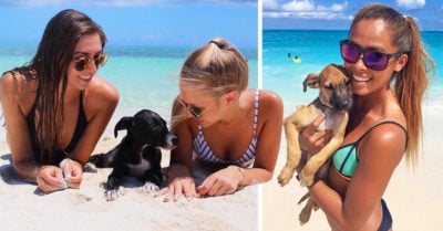 Potcake Place, la isla paradisíaca en donde puedes jugar con cachorros rescatados