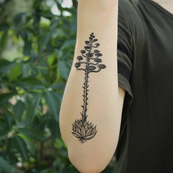tatuajes suculentas 4