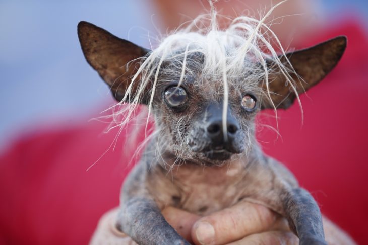 perro con poco cabello