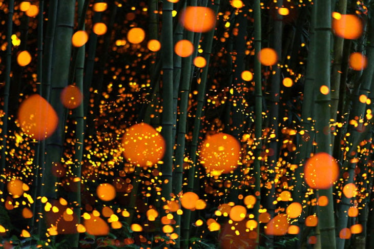 foto de larga exposicion de bosque de luciernagas