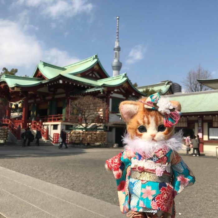 gata de lana con kimono azul