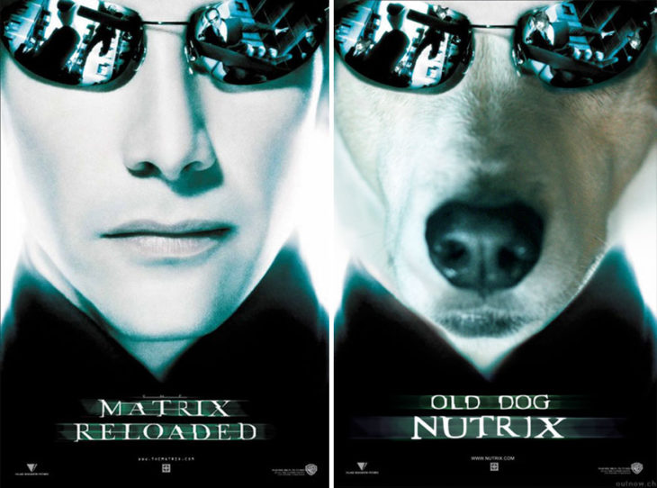 matrix reloaded póster con perro como protagonista