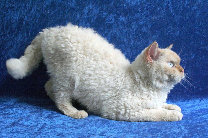 gato sentado con cabello chino 