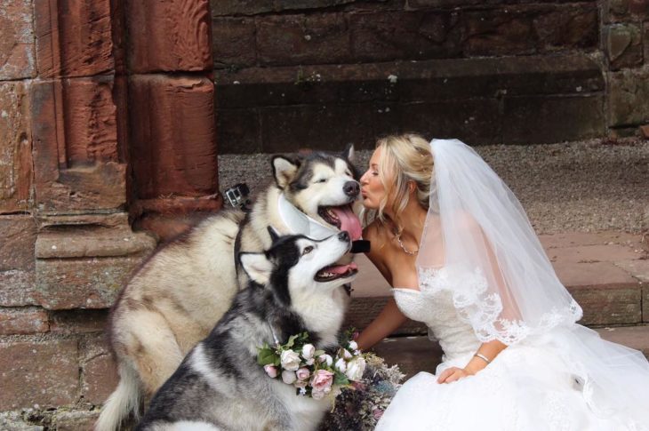 malamutes posando con la novia