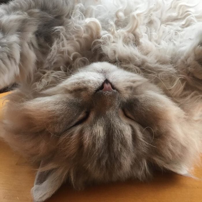 gato con cabello chino color crema 