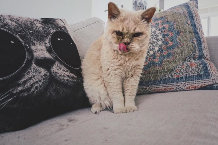 gato con cabello chino en sillon 