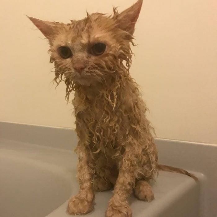 gato con cabello chino mojado 