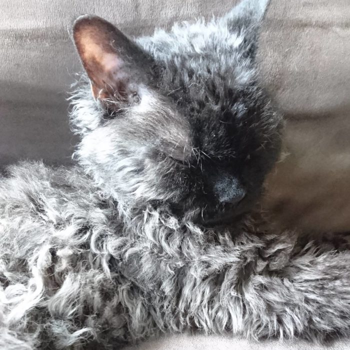 gato con cabello chino en sillon 