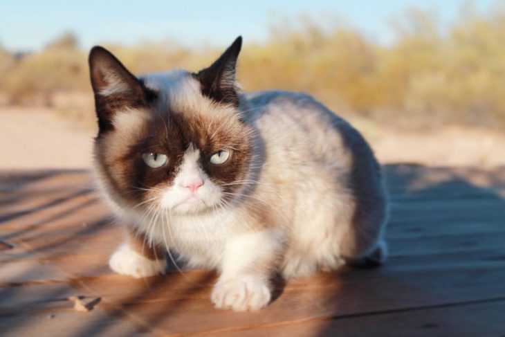 gato con cara de enojo arriba de una mesa