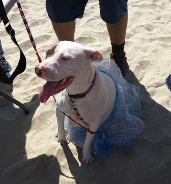 perro blanco con vestido azul