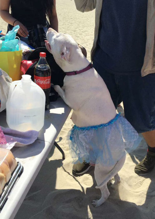 perro blanco sobre una mesa 