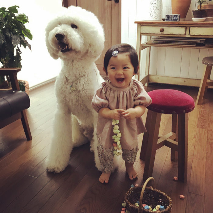 Mame niña japonesa y Riku caniche gigante blanco riendose