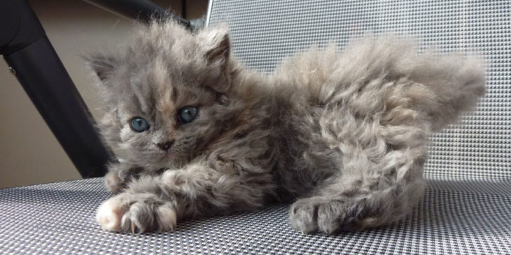 gato con cabello chino color crema 