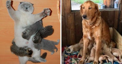 15 Honestas imágenes que reflejan el verdadero significado de la maternidad