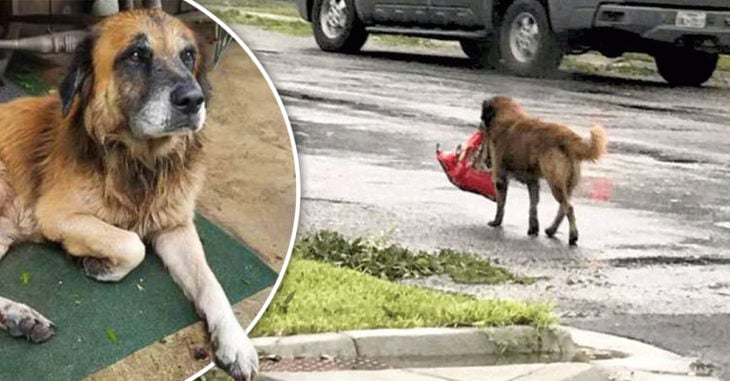 Este perrito trataba de ponerse a salvo del huracán Harvey, sin olvidar la bolsa de su comida