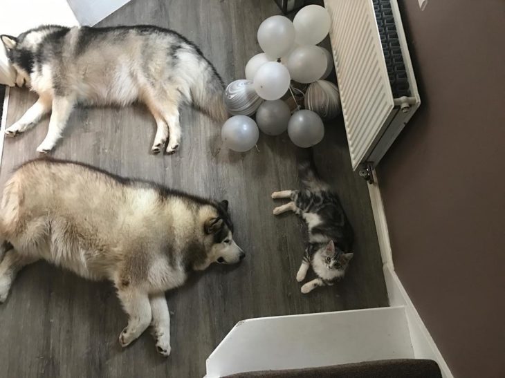 malamutes en el piso junto a un gato